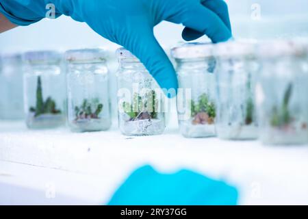 Coltura di tessuti vegetali per la ricerca agricola, rigenerazione delle cellule staminali nella coltura di tessuti vegetali Foto Stock