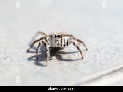 foto ragno alla foto macro della natura Foto Stock