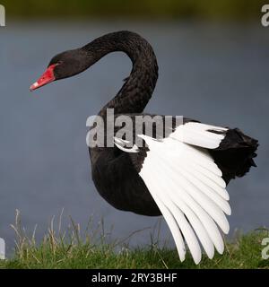 Preda del cigno nero a Home Park, Londra Foto Stock