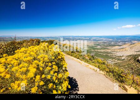 Spazzola coniglio; Park Point Overlook; Mesa Verde National Park; Colorado; USA Foto Stock