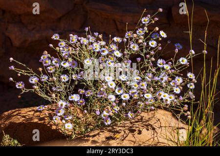 Wild Daisy wildflowers; Pipe Shrine House; far View Site; Mesa Verde National Park; Colorado; USA Foto Stock