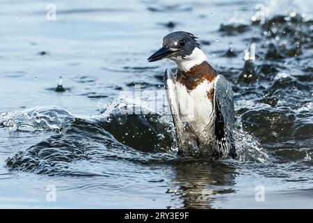 kingfisher in lizza dopo l'immersione Foto Stock