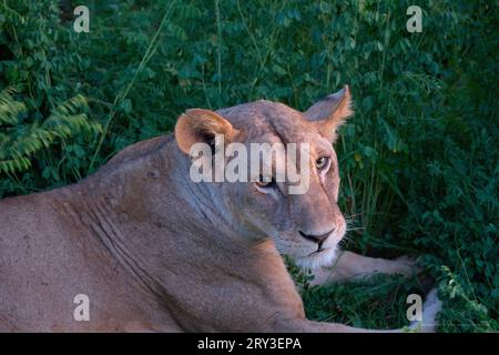 Una maestosa leonessa che vagava per la savana, la regina della natura selvaggia. 🦁🌿 #WildlifeWednesday #SavannahBeauty #Lioness' Foto Stock