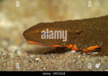 Primo piano facciale naturale su un grande e minacciato newt di verruche vietnamita Tam-Dao, Paramesotriton deloustali, sott'acqua Foto Stock