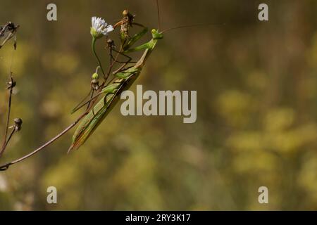 Mantis religiosa famiglia Mantidae genere Mantis European mantis Preying mantis natura selvaggia fotografia di insetti, foto, carta da parati Foto Stock