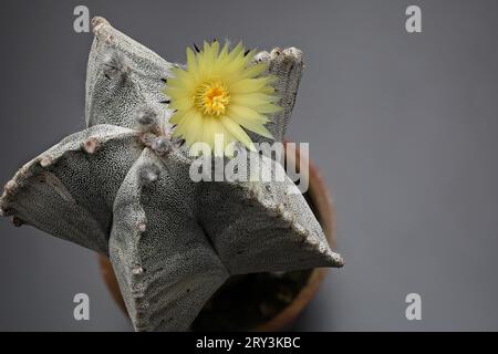 Primo piano del cactus Astrophytum myriostigma in fiore Foto Stock