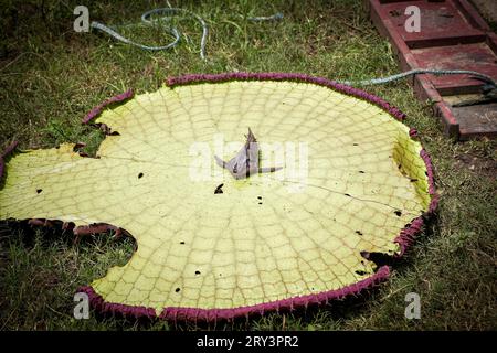 Animali amazzonici uccelli del Toucan nella foresta pluviale brasiliana, fiume amazzonico, Brazill Foto Stock