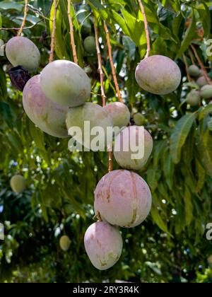 Frutta su un albero di mango, Mangifera indica, nel distretto di Stann Creek del Belize in America centrale. Foto Stock