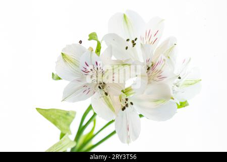 I fiori di un giglio Inca sono in polvere di polline. Foto Stock