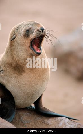 Foca di pelliccia del Sud Africa (Arctocephalus pusillus), Capo Cross, Namibia Foto Stock