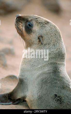 Foca di pelliccia del Sud Africa (Arctocephalus pusillus), Capo Cross, Namibia Foto Stock