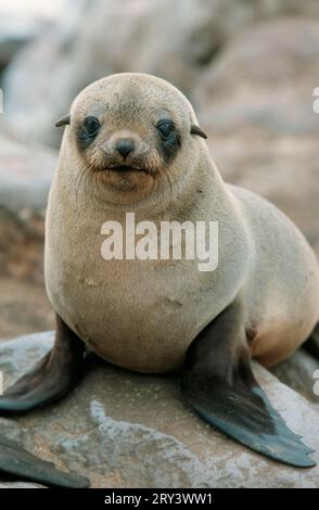 Foca di pelliccia del Sud Africa (Arctocephalus pusillus), Capo Cross, Namibia Foto Stock