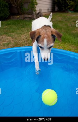 Jack Russell Terrier nel cortile con piccola piscina per bambini e cane che cerca di tirare fuori la palla da tennis dalla piscina, Marysville, Washington State, USA Foto Stock