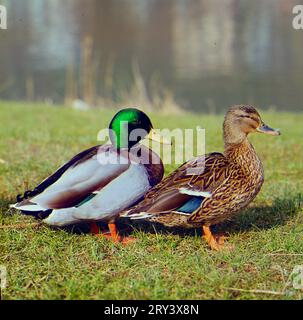 Mallard, pair, Anes platyrhinchos Foto Stock