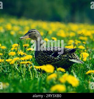 Mallard, Anes platyrhinchos Foto Stock