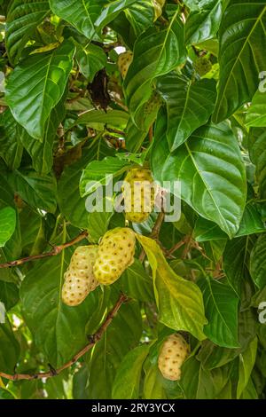 Zihuatanejo, Messico - 18 luglio 2023: Parque Ecoturístico llamado la Chanequera. Non maturo noni, Morinda citrifolia, sul suo ritratto verde Foto Stock