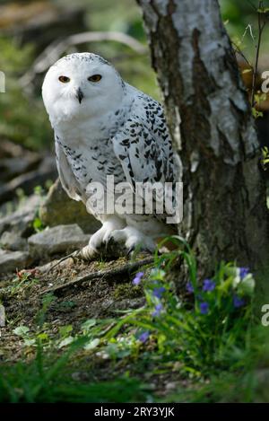 Gufo innevato (Nyctea scandiaca), bubo scandinavicus, gufo innevato, Nord Europa Foto Stock