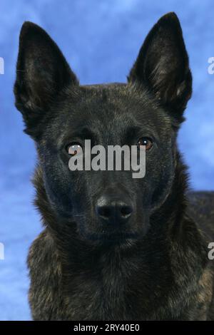 Hollandse Herder, Dutch Shepherd Dog Foto Stock