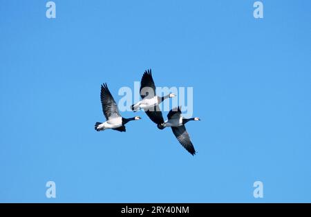 Barnacle oese (Branta leucopsis), Texel, Paesi Bassi Foto Stock