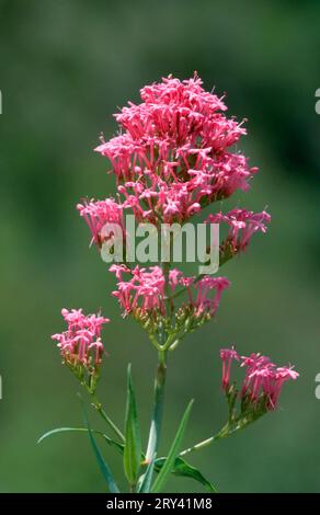 Valeriano rosso, Provenza, elenco di parole latine e greche comunemente usate nei nomi sistematici (Centranthus Red valerian (Centranthus ruber) (Centranthus Foto Stock