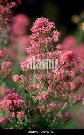 Valeriano rosso, Provenza, elenco di parole latine e greche comunemente usate nei nomi sistematici (Centranthus Red valerian (Centranthus ruber) (Centranthus Foto Stock