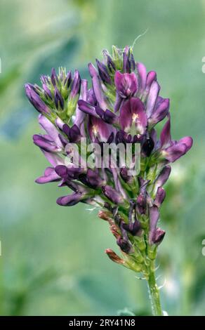 Alfalfa (Medicago sativa), Renania settentrionale-Vestfalia, Germania Foto Stock