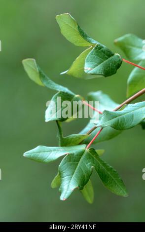 Montpellier Maple (Acer monspessulanum), Provenza, Francia meridionale, acero di montpellier, Francia meridionale, francese, Europa, piante, arbusti, arbusti, maple Foto Stock