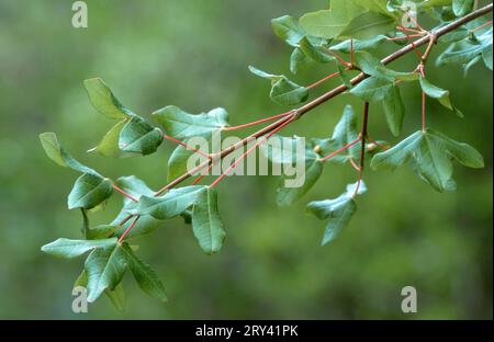 Acero di Montpellier (Acer monspessulanum), Provenza, Francia meridionale, acero francese Foto Stock