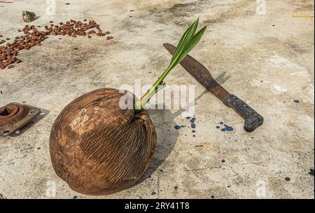 Zihuatanejo, Messico - 18 luglio 2023: Parque Ecoturístico llamado la Chanequera. Primo piano, machete arrugginito e noce di cocco Foto Stock