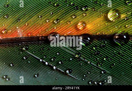 Gocce d'acqua sulle piume del pappagallo Foto Stock