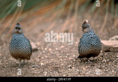 Quaglie in scala (Callipepla squamata), coppia Foto Stock