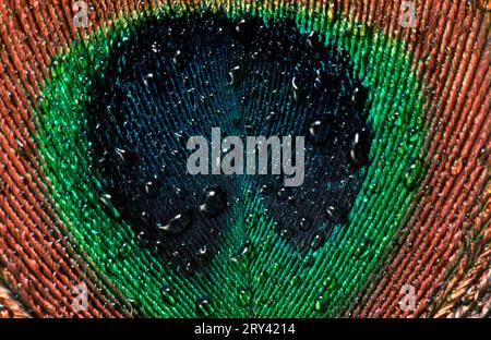 Gocce d'acqua su Peacock Feather Foto Stock
