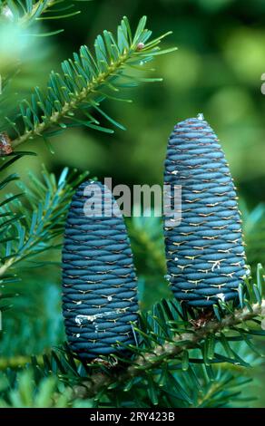 Coni comuni di abete d'argento (Abies alba) Foto Stock