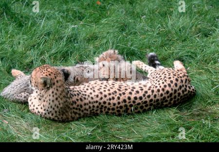 Ghepardi (Acinonyx jubatus), cuccioli di allattamento femminili Foto Stock