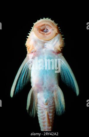 Pesce gatto della foce dorata (Ancistrus dolichopterus) (Xenocara dolichoptera) Foto Stock