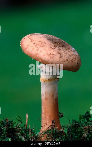 Armillaria solidipes (Armillaria ostoyae), Renania settentrionale-Vestfalia, Germania Foto Stock