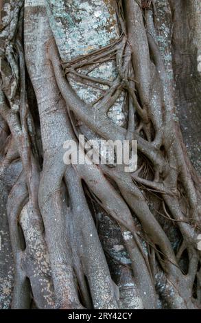 Fico nano, Everglades National Park, fico strangolatore della florida (Ficus aurea), USA Foto Stock