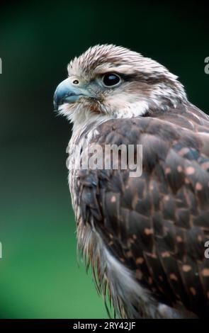 Lanner Falcon (Falco biarmicus), lanner Falcon Foto Stock