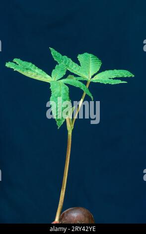 Ippocastano (Aesculus hippocastanum), piantine, Renania settentrionale-Vestfalia, Germania Foto Stock