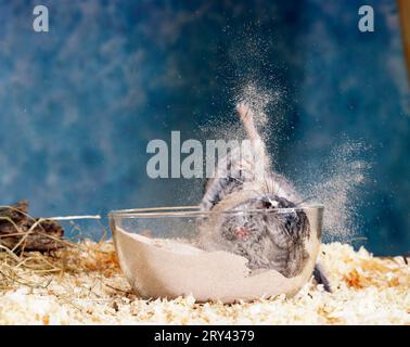 Chinchilla dalla coda lunga (Chinchilla lanigera), bagno di sabbia Foto Stock