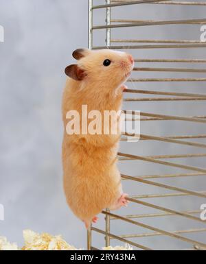 Criceto dorato (Mesocricetus auratus) arrampicata su gabbia, criceto dorato su gabbia, interno, studio Foto Stock