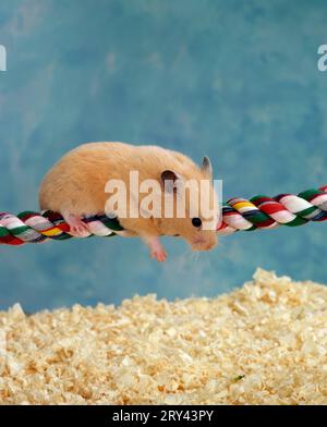 Criceto dorato (Mesocricetus auratus) arrampicata su corda, criceto dorato su corda, interno, studio, indipendente Foto Stock