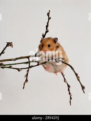 Criceto dorato (Mesocricetus auratus) che sale su rami di salice Foto Stock