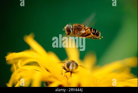 Volantino comune, bassa Sassonia, Germania (Syrphus ribesii) Foto Stock