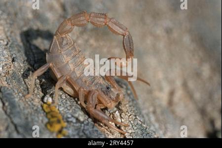 Scorpion, Parco Nazionale del Tejo, Portogallo (Buthus occitanus) (Euscorpius occitanus) Foto Stock