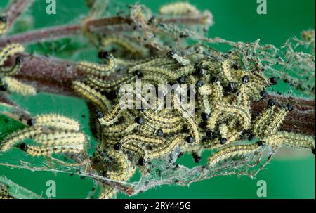 Piccola tartaruga (Aglais urticae), pilastri, bassa Sassonia, Germania Foto Stock