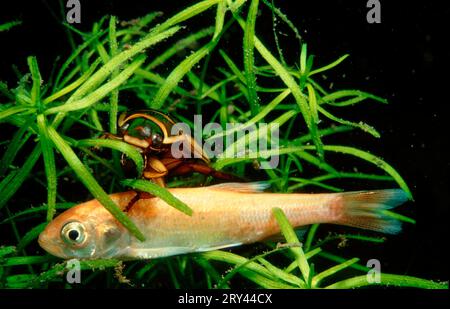 Il grande coleottero subacqueo (Dytiscus marginalis) attacca orfe (Leuciscus idus), Auwaldsee, Friburgo, Baden-Wuerttemberg, Gelbrandkaefer, Germania Foto Stock