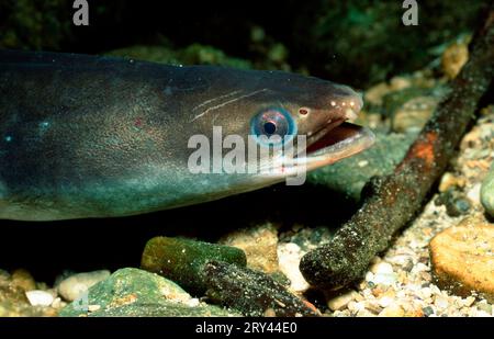 Anguilla europea, Reno, anguilla fluviale europea (Anguilla anguilla), Reno, Germania meridionale, altri animali, altri animali, pesce, pesce, sott'acqua, sott'acqua Foto Stock