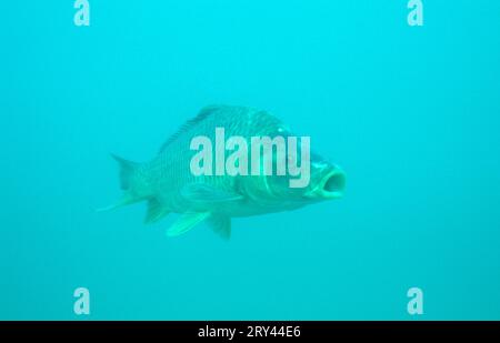 Carpa comune europea, Baden-Wuerttemberg, carpa comune (Cyprinus carpio), stagno di cava, Baden-Wuerttemberg, altri animali, altri animali, pesci, pesci Foto Stock