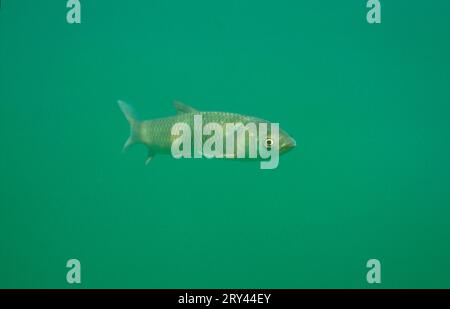 Carpe di erba, Austria, carpe di erba (Ctenopharyngodon idella), Hafnersee, Carinzia, altri animali, altri animali, pesce, pesce, sott'acqua, acqua dolce Foto Stock